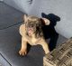 French Bulldog Puppies for sale in Live Oak, FL, USA. price: $1,900