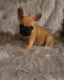 French Bulldog Puppies for sale in Fairburn, GA, USA. price: $3,500