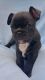 French Bulldog Puppies for sale in Minnesota City, MN 55959, USA. price: $900