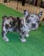 French Bulldog Puppies for sale in Memphis, TN, USA. price: $5,000