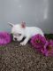 French Bulldog Puppies for sale in Shipshewana, IN 46565, USA. price: $4,000