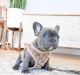 French Bulldog Puppies for sale in Los Banos, CA, USA. price: $1,500