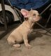 French Bulldog Puppies for sale in Bellflower, CA, USA. price: NA