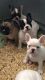 French Bulldog Puppies for sale in Lemoore, CA 93245, USA. price: NA