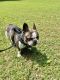 French Bulldog Puppies for sale in Stafford, VA 22556, USA. price: $1,250