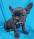French Bulldog Puppies for sale in Des Moines, IA, USA. price: $2,300