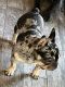French Bulldog Puppies for sale in San Antonio, TX 78244, USA. price: $8,000