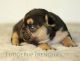 French Bulldog Puppies for sale in Skiatook, OK, USA. price: $2,500