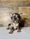 French Bulldog Puppies for sale in Canton, GA, USA. price: NA