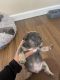 French Bulldog Puppies for sale in La Mesa, CA, USA. price: $5,000