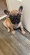 French Bulldog Puppies for sale in Poughkeepsie, NY, USA. price: $4,500