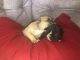 French Bulldog Puppies for sale in Central Florida, FL, USA. price: $3,000