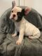 French Bulldog Puppies for sale in Zebulon, GA, USA. price: NA