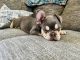 French Bulldog Puppies for sale in Cape Coral, FL, USA. price: $1,900