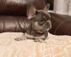 French Bulldog Puppies for sale in 21 S Mary St, Eustis, FL 32726, USA. price: NA