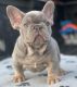 French Bulldog Puppies for sale in Spartanburg, SC, USA. price: $6,500