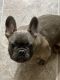 French Bulldog Puppies for sale in Rockfish, NC, USA. price: $2,500