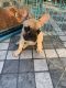 French Bulldog Puppies for sale in Raikot, Punjab 141109, India. price: 17000 INR