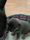 French Bulldog Puppies for sale in Brockport, NY 14420, USA. price: NA