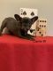 French Bulldog Puppies for sale in Ball Ground, GA 30107, USA. price: NA