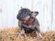 French Bulldog Puppies for sale in Lake Elmo, MN 55042, USA. price: NA