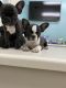 French Bulldog Puppies for sale in Lakeland, FL 33810, USA. price: $1,500