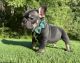 French Bulldog Puppies for sale in Locust Grove, GA, USA. price: $2,500