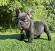 French Bulldog Puppies for sale in Locust Grove, GA, USA. price: NA