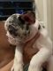 French Bulldog Puppies for sale in Honolulu, HI, USA. price: $4,200