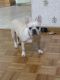 French Bulldog Puppies for sale in Florissant, MO 63034, USA. price: $3,000