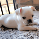 French Bulldog Puppies for sale in Rancho Cucamonga, CA, USA. price: $4,000