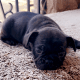 French Bulldog Puppies for sale in Rancho Cucamonga, CA, USA. price: $3,500