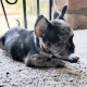 French Bulldog Puppies for sale in Rancho Cucamonga, CA, USA. price: $5,000