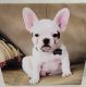 French Bulldog Puppies for sale in Ceres, CA, USA. price: NA