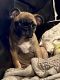 French Bulldog Puppies for sale in Moraine, OH, USA. price: $400