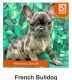French Bulldog Puppies for sale in Little Falls, NY 13365, USA. price: $3,000