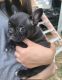 French Bulldog Puppies for sale in LaFayette, GA 30728, USA. price: NA