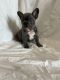 French Bulldog Puppies for sale in Niederwald, TX 78640, USA. price: NA