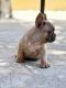 French Bulldog Puppies for sale in Elk Grove, CA, USA. price: NA
