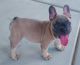 French Bulldog Puppies for sale in 5700 Turkey Ln, Las Vegas, NV 89131, USA. price: NA