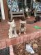 French Bulldog Puppies for sale in Brandon, FL 33510, USA. price: $2,500