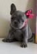French Bulldog Puppies for sale in Gilroy, CA 95020, USA. price: $4,000