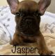French Bulldog Puppies for sale in Morgan Hill, CA, USA. price: NA