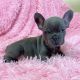 French Bulldog Puppies for sale in Minneapolis, MN, USA. price: $550