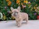 French Bulldog Puppies for sale in Worcester County, MA, USA. price: $3,500