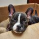 French Bulldog Puppies for sale in Benson, NC 27504, USA. price: $1,234