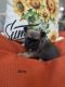 French Bulldog Puppies for sale in Spring Lake, MI 49456, USA. price: NA