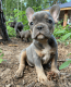 French Bulldog Puppies for sale in Manchester, CT, USA. price: NA