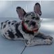 French Bulldog Puppies for sale in Woodhaven, Queens, NY, USA. price: NA