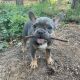French Bulldog Puppies for sale in Manchester, CT, USA. price: $3,400